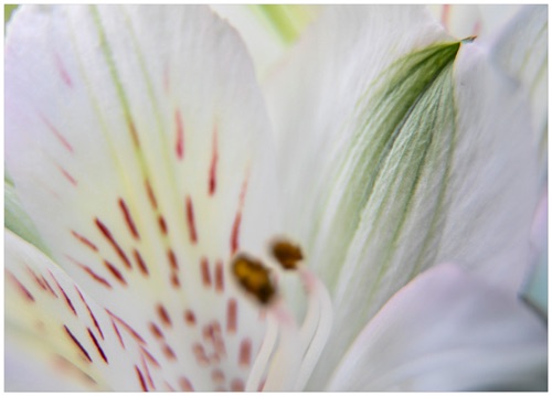 013 Alsroemeria.jpg 013 Alsroemeria.jpg
